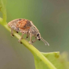 Gonipterus scutellatus (Eucalyptus snout beetle, gum tree weevil) at Dryandra St Woodland - 13 Jan 2024 by ConBoekel