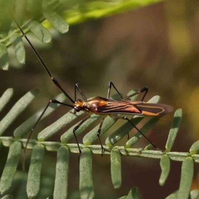 Rayieria acaciae (Acacia-spotting bug) at Dryandra St Woodland - 12 Jan 2024 by ConBoekel