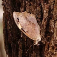 Heteronympha merope (Common Brown Butterfly) at Dryandra St Woodland - 13 Jan 2024 by ConBoekel