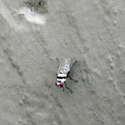 Anthomyiidae (family) (Anthomyiid fly) at Avoca, QLD - 13 Jan 2024 by Gaylesp8