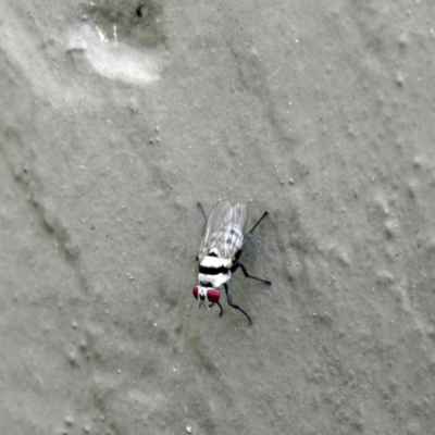 Unidentified True fly (Diptera) at Avoca, QLD - 12 Jan 2024 by Gaylesp8