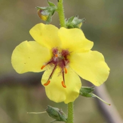 Verbascum virgatum (Green Mullein) at Dryandra St Woodland - 12 Jan 2024 by ConBoekel