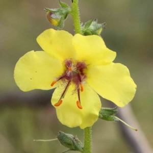 Verbascum virgatum at Dryandra St Woodland - 13 Jan 2024 08:34 AM