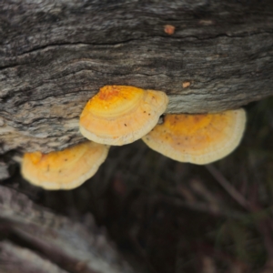 Truncospora ochroleuca at QPRC LGA - 13 Jan 2024