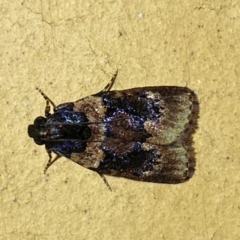 Araeopaschia sp. ANIC19 (A Pyralid moth (Epipaschinae) at QPRC LGA - 13 Jan 2024 by SteveBorkowskis