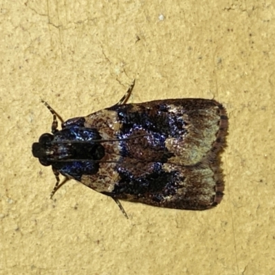 Araeopaschia sp. ANIC19 (A Pyralid moth (Epipaschinae) at QPRC LGA - 13 Jan 2024 by SteveBorkowskis