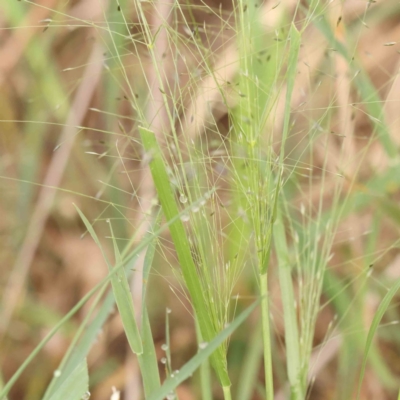 Panicum effusum (Hairy Panic Grass) at Dryandra St Woodland - 13 Jan 2024 by ConBoekel