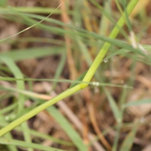 Panicum effusum at Dryandra St Woodland - 13 Jan 2024 08:50 AM