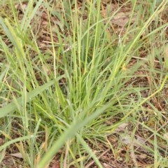 Panicum effusum at Dryandra St Woodland - 13 Jan 2024 08:50 AM