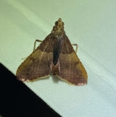 Endotricha ignealis (A Pyralid moth (Endotrichinae)) at QPRC LGA - 12 Jan 2024 by SteveBorkowskis