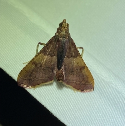 Endotricha ignealis (A Pyralid moth (Endotrichinae)) at QPRC LGA - 12 Jan 2024 by SteveBorkowskis