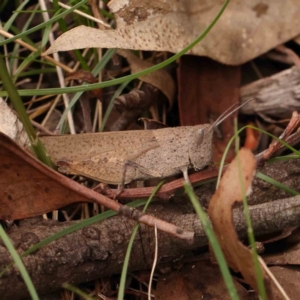 Goniaea opomaloides at Dryandra St Woodland - 13 Jan 2024 09:27 AM