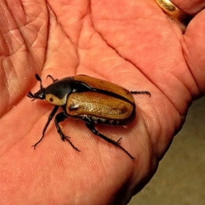 Chondropyga dorsalis at Winston Hills, NSW - 7 Jan 2024