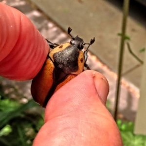 Chondropyga dorsalis at Winston Hills, NSW - 7 Jan 2024