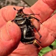 Chondropyga dorsalis at Winston Hills, NSW - 7 Jan 2024