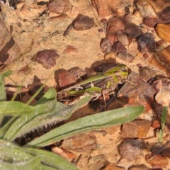 Gastrimargus musicus (Yellow-winged Locust or Grasshopper) at Dryandra St Woodland - 13 Jan 2024 by ConBoekel