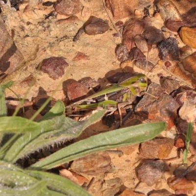 Gastrimargus musicus (Yellow-winged Locust or Grasshopper) at Dryandra St Woodland - 12 Jan 2024 by ConBoekel