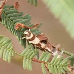 Macrobathra desmotoma ( A Cosmet moth) at Dryandra St Woodland - 12 Jan 2024 by ConBoekel