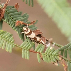 Macrobathra desmotoma at Dryandra St Woodland - 13 Jan 2024