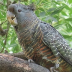 Callocephalon fimbriatum (identifiable birds) (Gang-gang Cockatoo (named birds)) at Narrabundah, ACT - 4 Jan 2024 by RobParnell