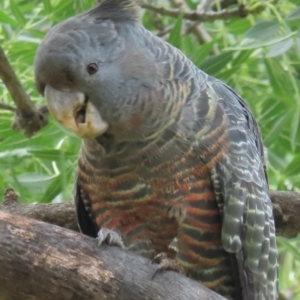 Callocephalon fimbriatum (identifiable birds) at Narrabundah, ACT - suppressed