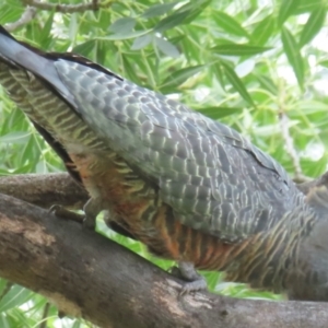 Callocephalon fimbriatum (identifiable birds) at Narrabundah, ACT - 5 Jan 2024