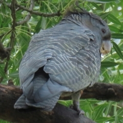 Callocephalon fimbriatum (identifiable birds) at Narrabundah, ACT - 5 Jan 2024