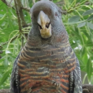 Callocephalon fimbriatum (identifiable birds) at Narrabundah, ACT - 5 Jan 2024