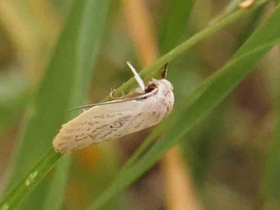 Scieropepla reversella (A Gelechioid moth (Xyloryctidae)) at Dryandra St Woodland - 13 Jan 2024 by ConBoekel