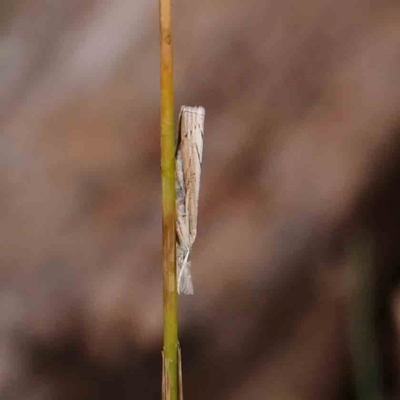 Culladia cuneiferellus (Crambinae moth) at Dryandra St Woodland - 13 Jan 2024 by ConBoekel