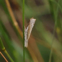 Culladia cuneiferellus (Crambinae moth) at Dryandra St Woodland - 12 Jan 2024 by ConBoekel