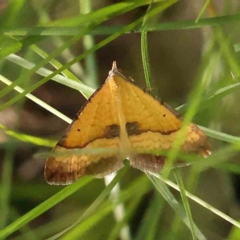 Anachloris subochraria (Golden Grass Carpet) at Dryandra St Woodland - 13 Jan 2024 by ConBoekel