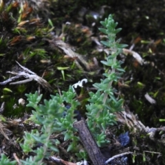 Crassula sieberiana (Austral Stonecrop) at Namadgi National Park - 13 Jan 2024 by JohnBundock