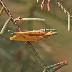 Thema brevivitella (A Concealer moth (Chezala Group)) at Dryandra St Woodland - 13 Jan 2024 by ConBoekel