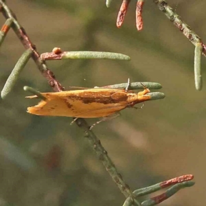 Thema brevivitella at Dryandra St Woodland - 13 Jan 2024