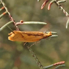 Thema brevivitella at Dryandra St Woodland - 13 Jan 2024