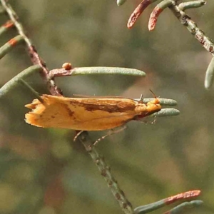 Thema brevivitella at Dryandra St Woodland - 13 Jan 2024 08:26 AM