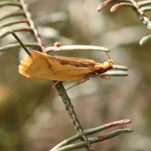 Thema brevivitella at Dryandra St Woodland - 13 Jan 2024 08:26 AM