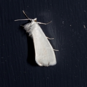 Tipanaea patulella at Higgins, ACT - 28 Dec 2023 10:13 PM