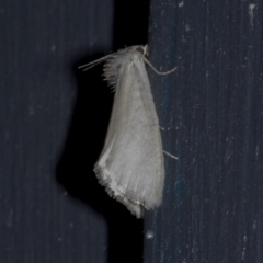 Tipanaea patulella at Higgins, ACT - 28 Dec 2023 10:13 PM