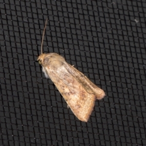 Australothis rubrescens at Higgins, ACT - 28 Dec 2023 10:14 PM