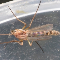 Chironomidae (family) (Non-biting Midge) at Higgins, ACT - 26 Oct 2023 by AlisonMilton