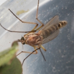 Chironomidae (family) at Higgins, ACT - 26 Oct 2023