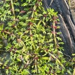 Myriophyllum alpinum (Alpine Water-milfoil) at Nurenmerenmong, NSW - 11 Jan 2024 by JaneR