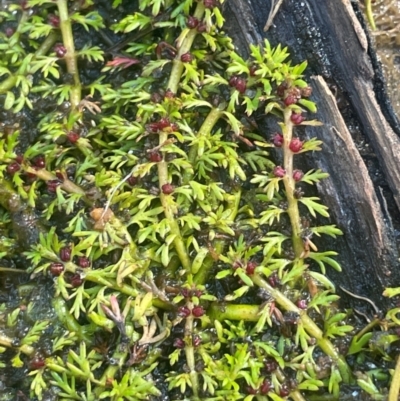 Myriophyllum alpinum (Alpine Water-milfoil) at Nurenmerenmong, NSW - 11 Jan 2024 by JaneR