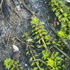 Myriophyllum alpinum at The Tops at Nurenmerenmong - 12 Jan 2024