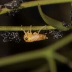 Eurymeloides sp. (genus) (Eucalyptus leafhopper) at Evatt, ACT - 7 Nov 2023 by AlisonMilton