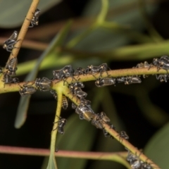 Eurymeloides sp. (genus) at Evatt, ACT - 7 Nov 2023