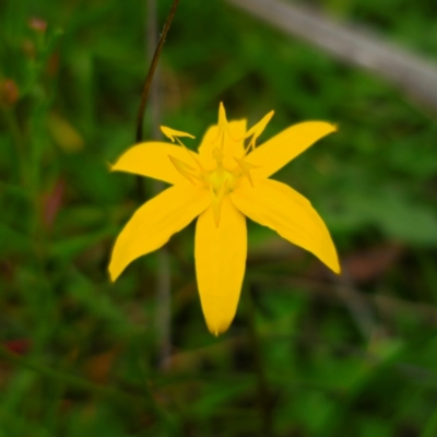 Hypoxis hygrometrica var. hygrometrica (Golden Weather-grass) at QPRC LGA - 13 Jan 2024 by Csteele4