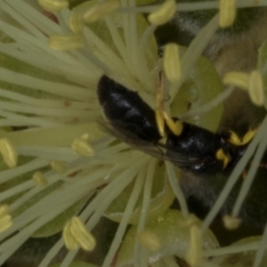 Hylaeus (Gnathoprosopis) euxanthus at Evatt, ACT - 7 Nov 2023